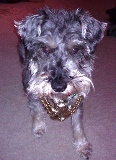 Tchaps as a younger dog for Mardi Gras